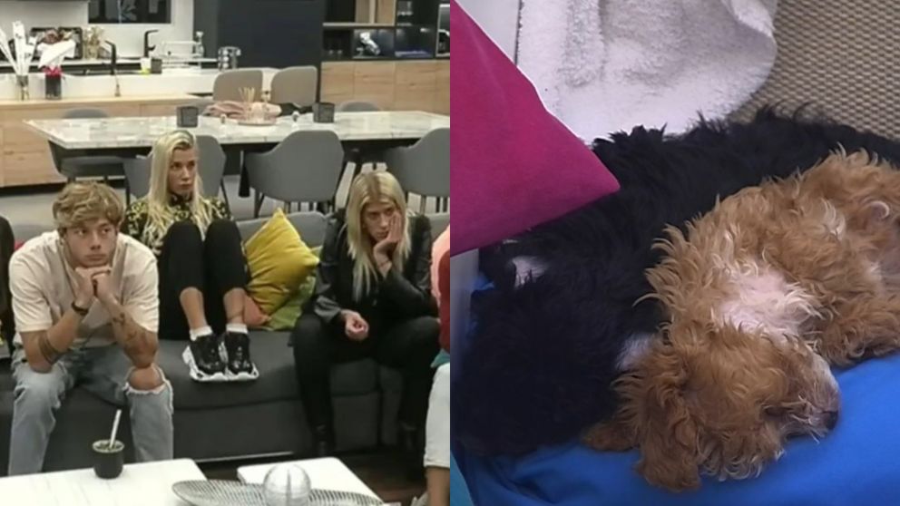 Resurgen las teorías de arreglo en "Gran Hermano" tras el incidente con Caramelo.