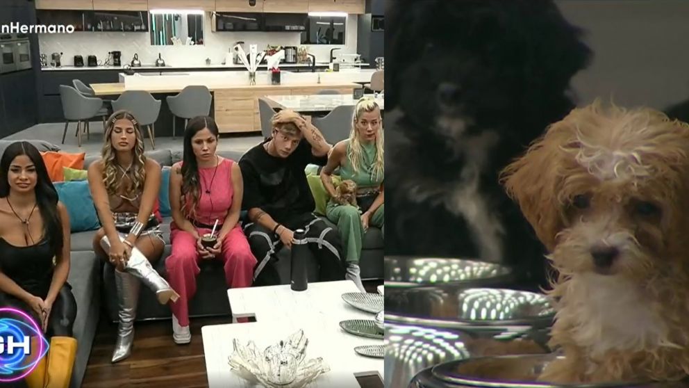 "Gran Hermano 2022": los perritos, las nuevas herramientas para ejercer poder en la casa.