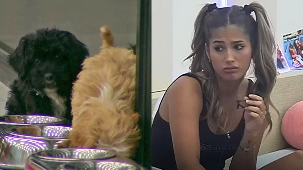 Julieta volvió a protagonizar un incidente escatológico en la casa de "GH".