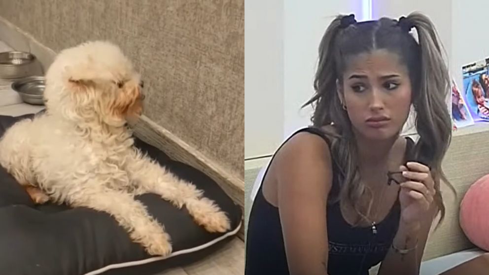 Mia, la perra de Julieta Poggio, le vuelve a traer controversia a la concursante.