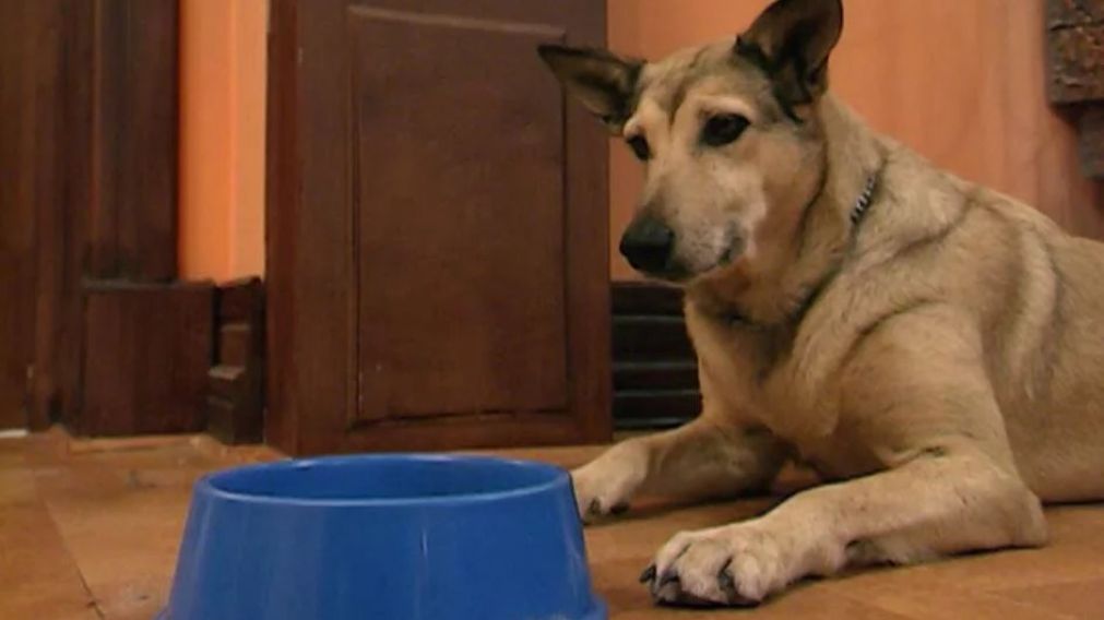 La verdad sobre "Fatiga", el perro de "Casados con Hijos". 