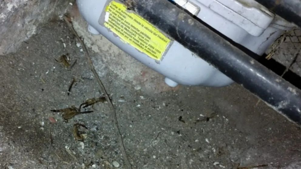 Abrió el medidor de gas y encontró una familia de alacranes: dónde