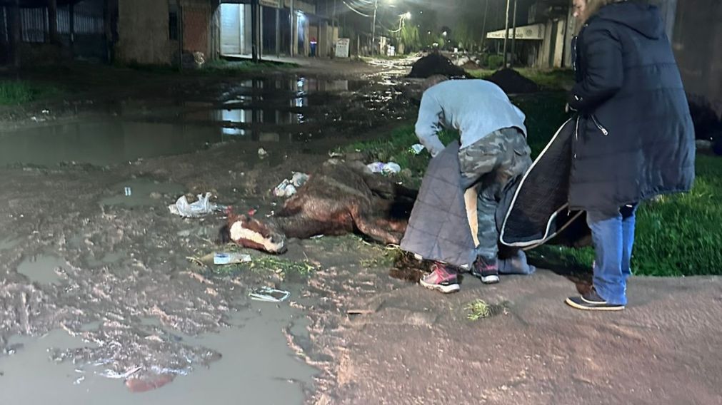 Proteccionistas rescatan un caballo en estado crítico y un carpincho en Solano