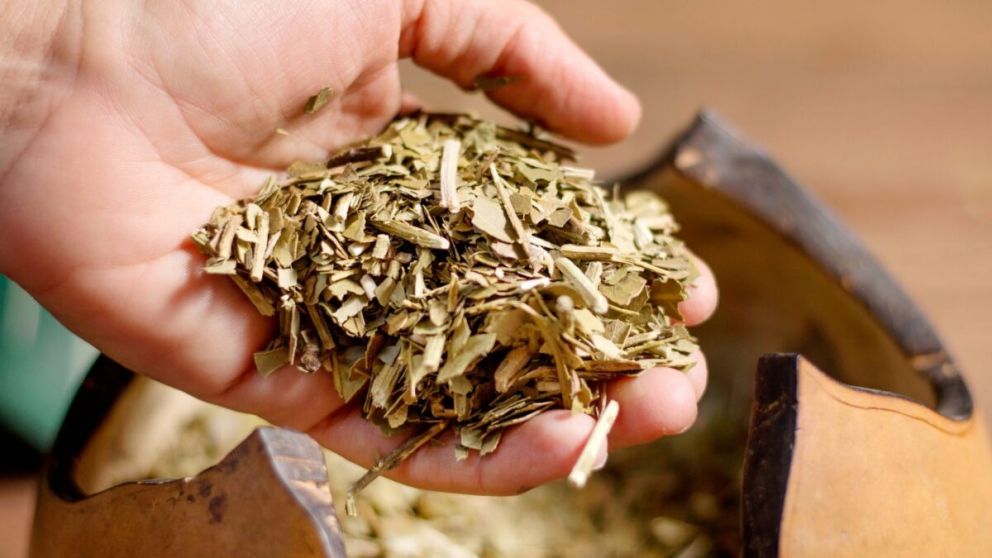 Científicos de la UNQ desarrollan una fórmula con yerba mate que acelera la cicatrización de heridas