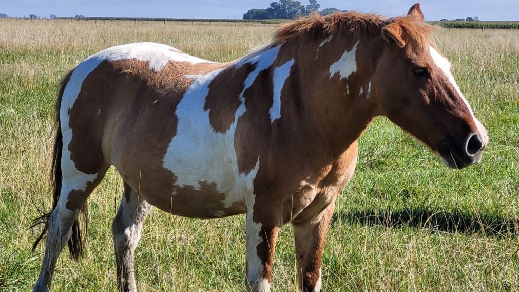 Caballos de Quilmes sigue la cruzada para salvar el hospital equino y advierte por estafas