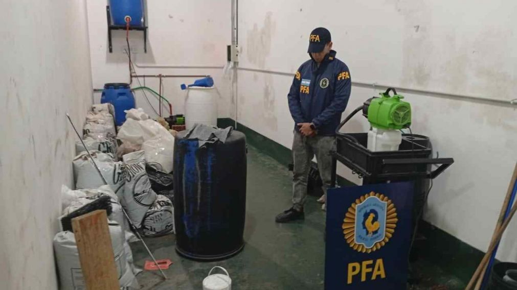 Cae vivero narco con la firma de la Justicia de Quilmes: todos los detalles del megaopetivo