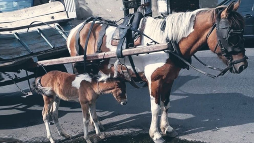 "Caballos Quilmes" sigue con la cruzada solidaria para salvar un refugio para caballos maltratados