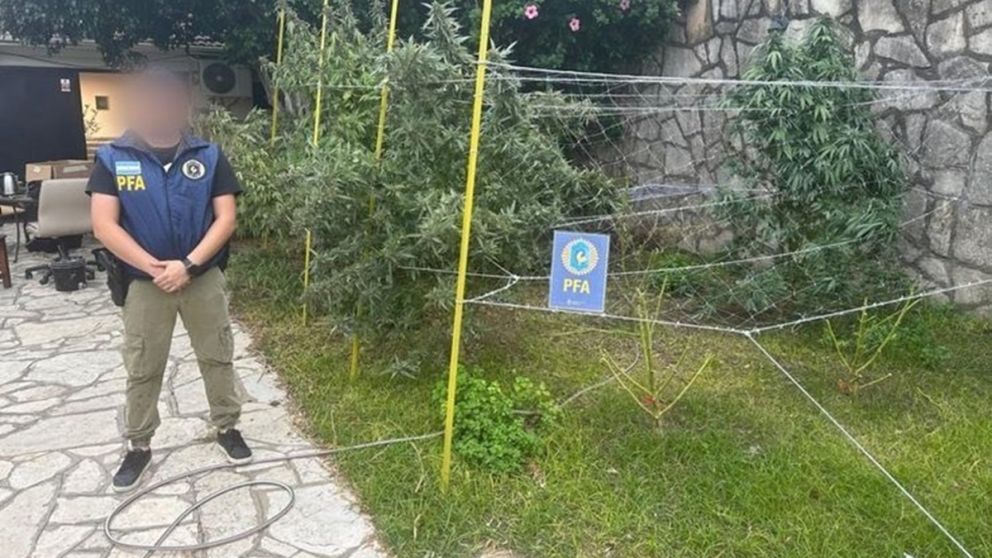 Cayeron con un bosque de marihuana: secuestraron 64 plantas y una caja fuerte con millones de pesos