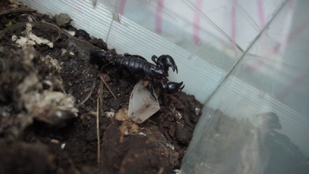 Buscan crear un suero antiveneno de escorpiones: de qu� se trata y c�mo colaborar