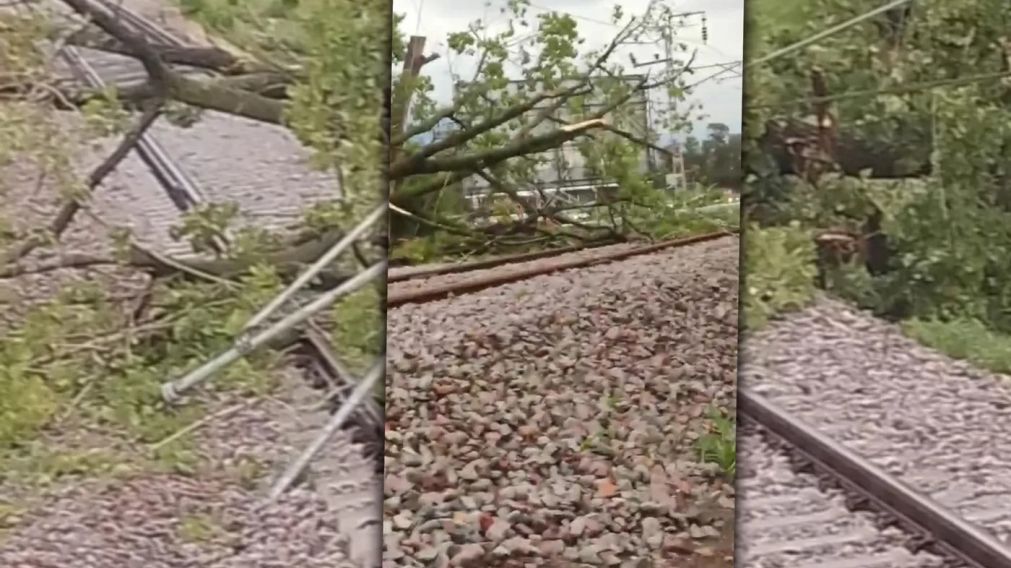 El tren Roca restableció su recorrido completo tras la caída de un árbol