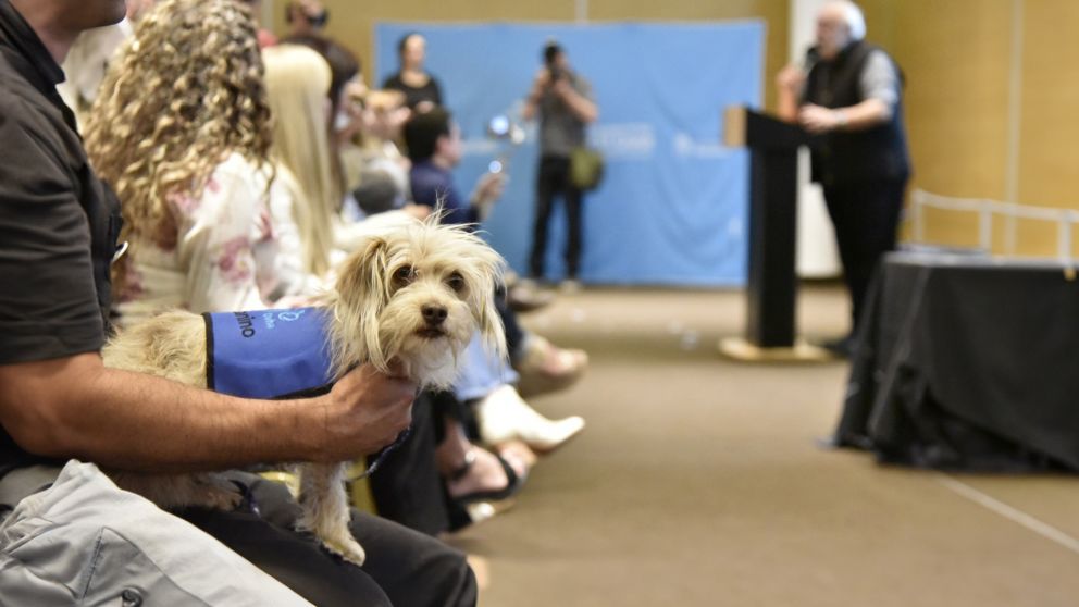 El curioso caso de "Benja", el perro que trabaja en el Hospital El Cruce