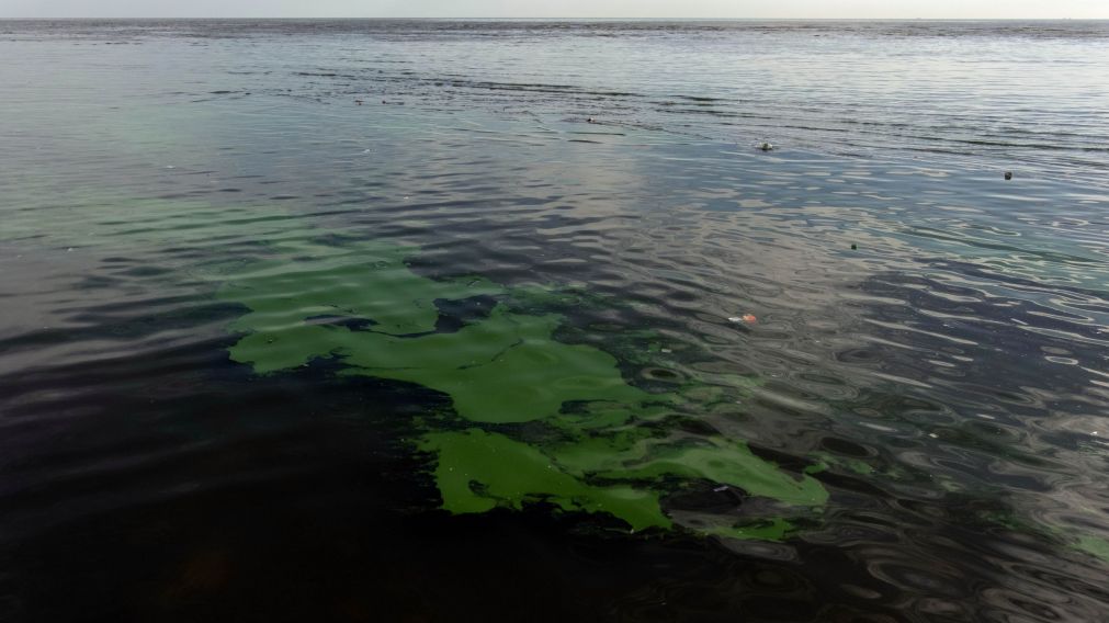 Alerta amarilla por cianobacterias en el Río de la Plata: ¿cuáles son los distritos afectados?
