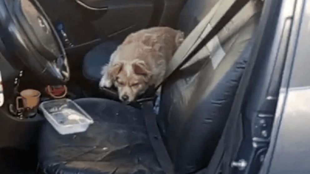 Calor letal: salvan a un perro atrapado en un auto hirviendo