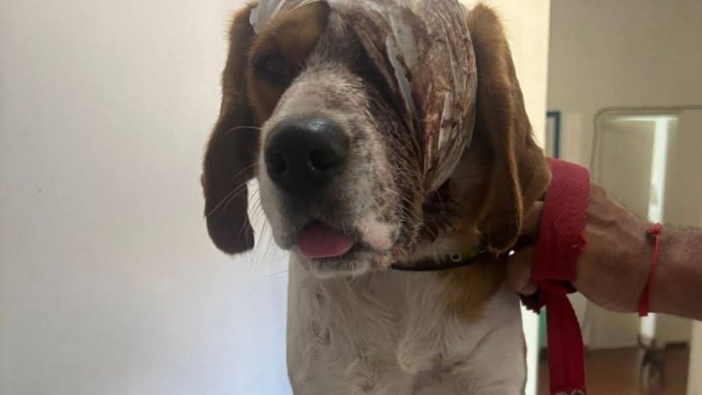 Descomunal agresión a un perro por parte de un recolector de residuos: fue identificado y suspendido