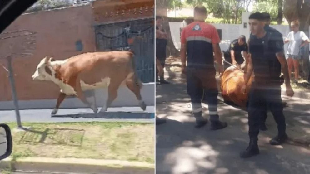 Una vaca rebelde: escapó del camión y generó furor en las redes