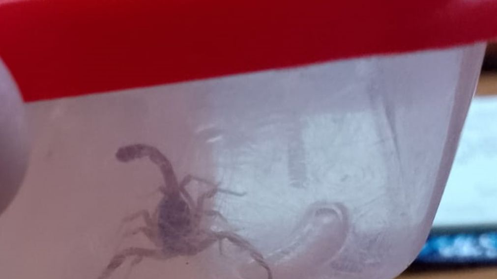 Alerta por alacranes: un hombre fue atacado y debió recibir atención de urgencia