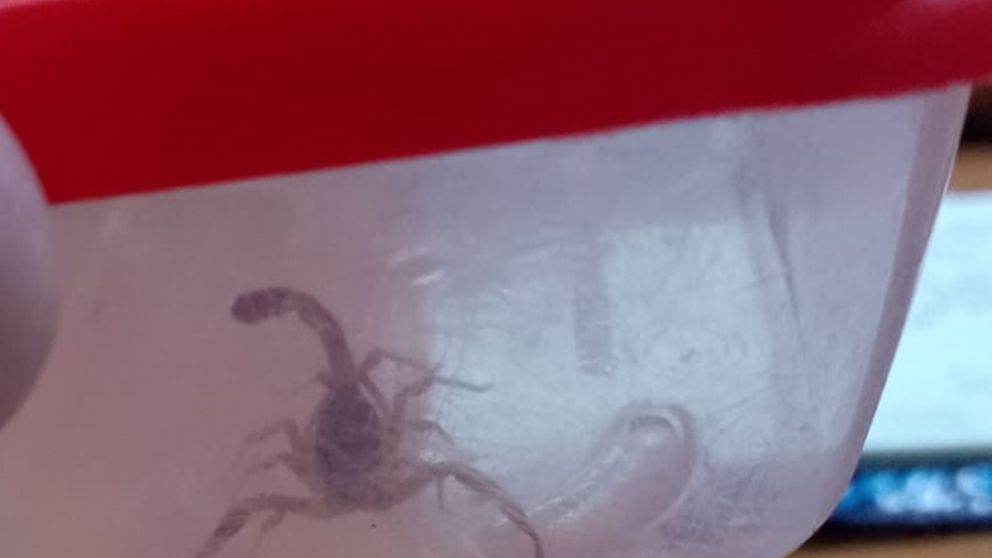 Alerta por alacranes: un hombre fue atacado y debió recibir atención de urgencia