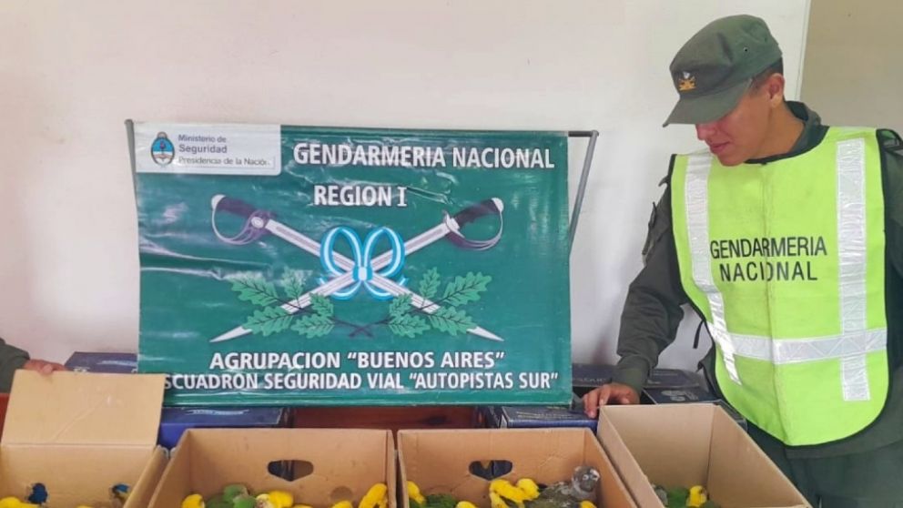 Autopista La Plata-Buenos Aires: secuestraron 94 cotorras teñidas para ser vendidas como especies exóticas