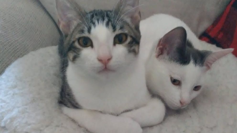 Soñar con gatos: ¿qué esconde?