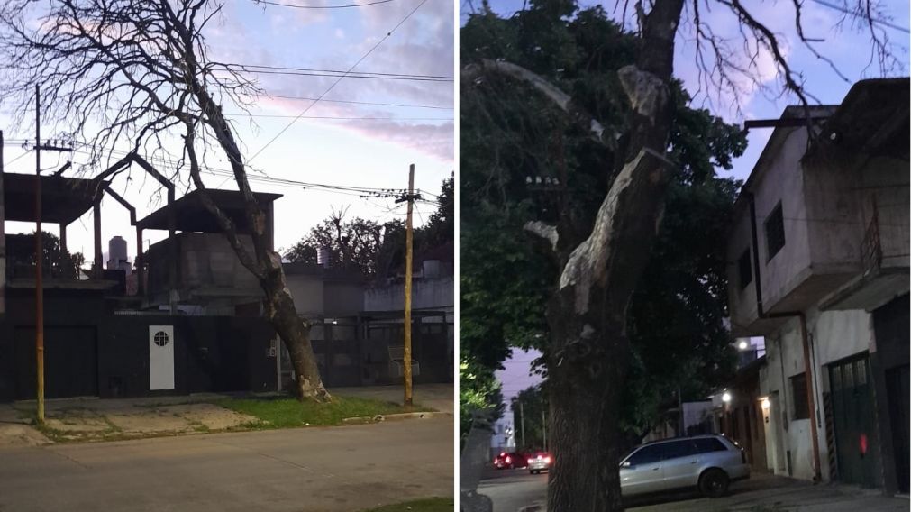 Un árbol está a punto de caerse y los vecinos piden ayuda desesperada