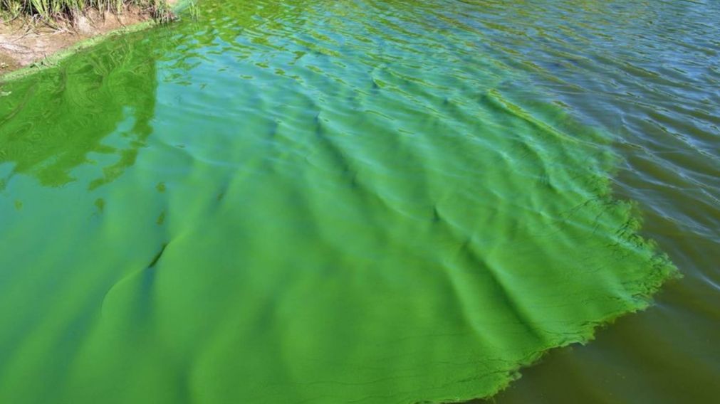 Alerta por cianobacterias en el Río de la Plata: de qué se trata