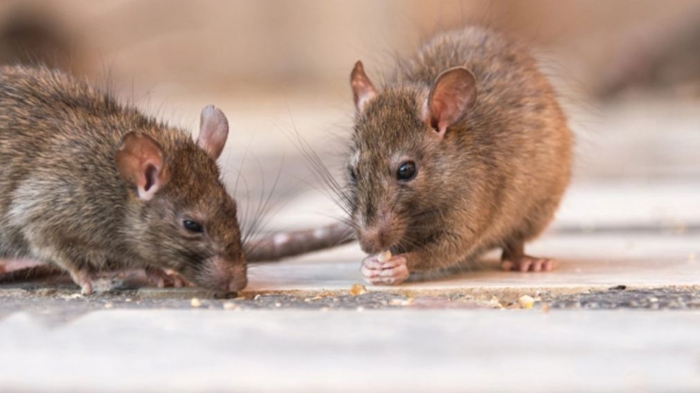 Ratatouille: encontraron una rata en la cocina de una pizzería