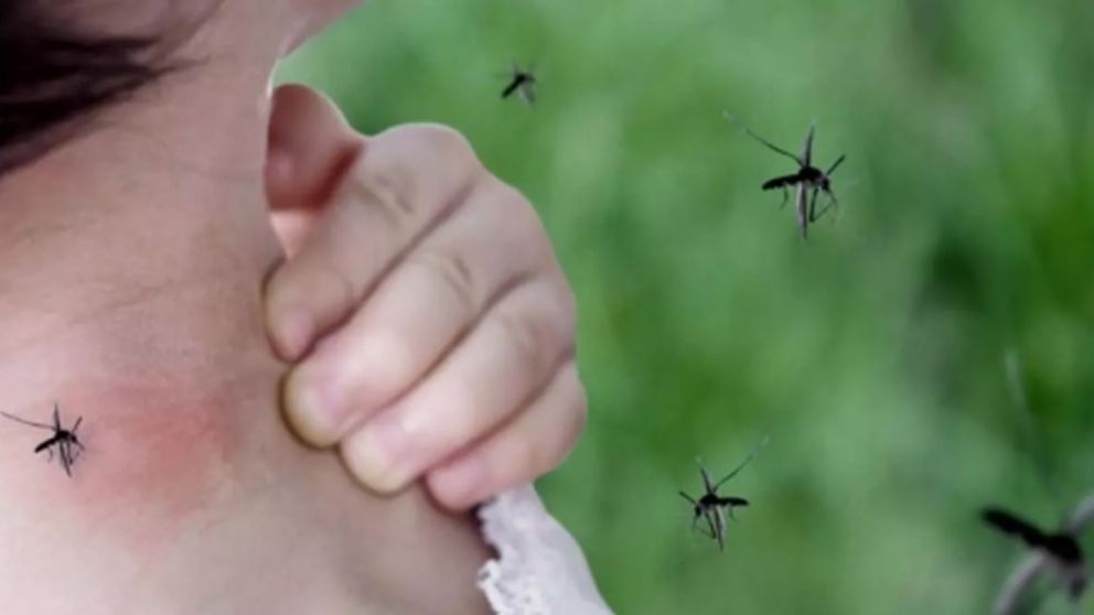 Los mosquitos Aedes aegypti pueden transmitir dengue, zika y chikunguña (Imagen ilustrativa).