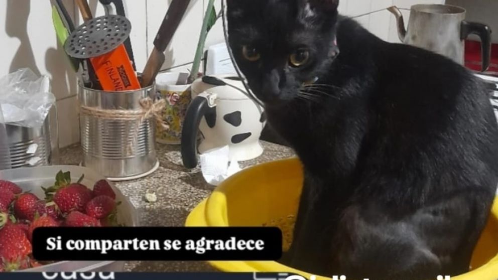 Misterio en Quilmes: roban a un gato negro