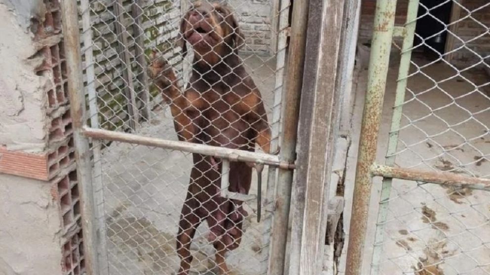 Operativo en Quilmes: desmantelan red de exportaci�n ilegal de perros