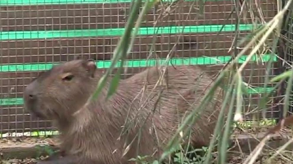 El carpincho "Errante": un paseo salvaje por las calles de Recoleta
