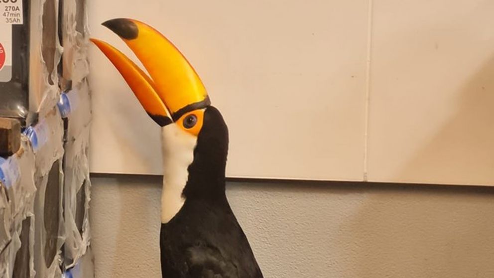 Viral: Apareció un tucán en una reconocida fábrica de baterías de Quilmes