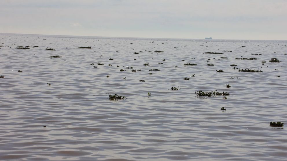 Río de la Plata: las costas de Quilmes y Bernal, colmadas de camalotes