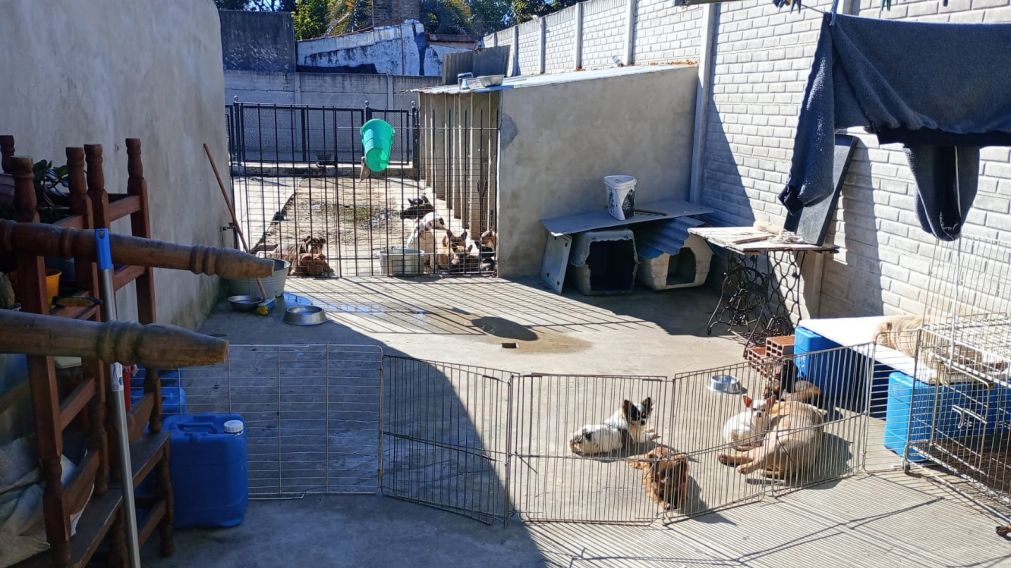 Rescataron a más de 40 perros en un criadero clandestino: "Vivir encerrado en un canil para reproducción es maltrato"