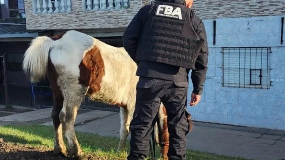 Fallós históricos en Quilmes: primeras dos personas sentenciadas por maltrato animal