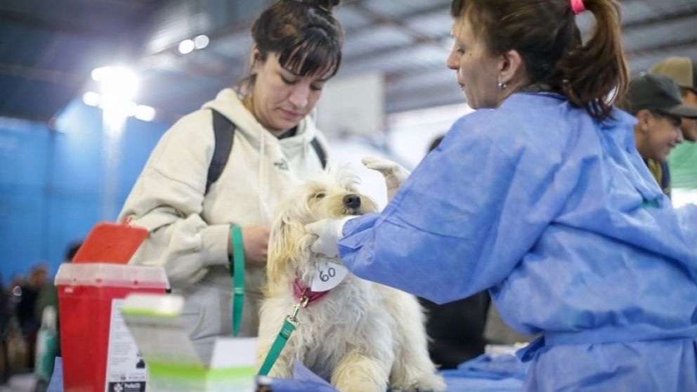 Megaoperativo de castración en Quilmes: cuántos animales fueron atendidos
