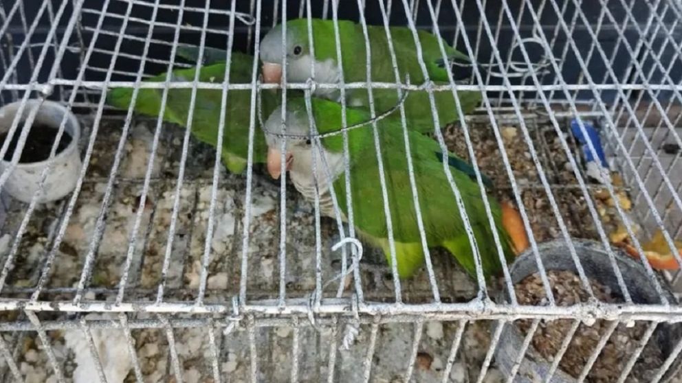 Feria de San Francisco Solano: la Comuna secuestró animales en mal estado y liberó a alguno de ellos