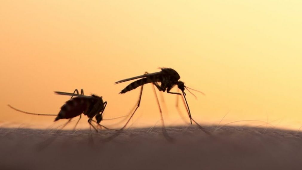 Por qu� sigue la invasi�n de mosquitos a pesar de la ola de fr�o