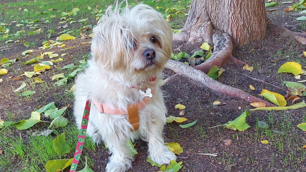 Hoy es el D�a del Animal: por qu� se celebra cada 29 de abril