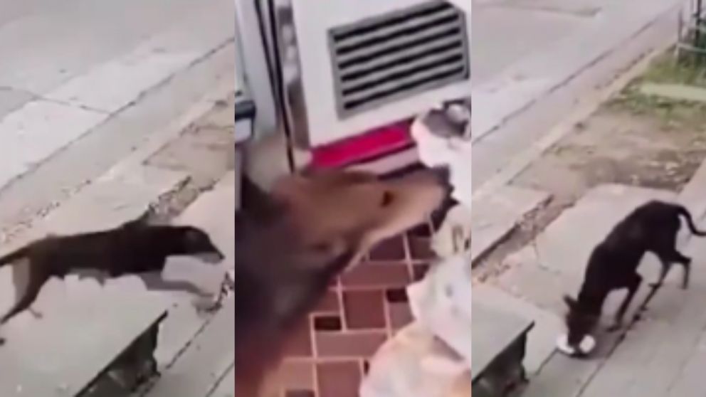 Con el hocico en la masa: un perro se robó una pastafrola y quedó escrachado