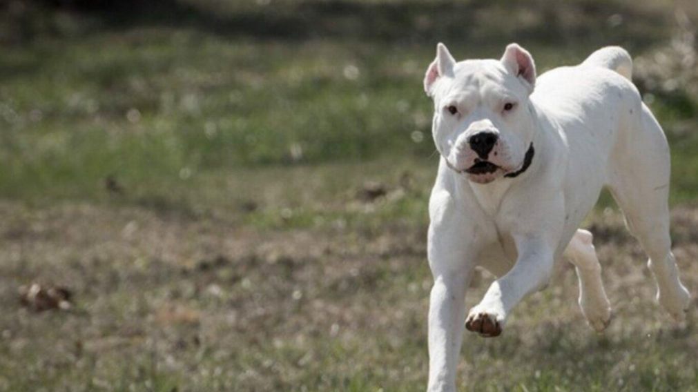 Entr� a robar a una casa y lo atacaron dos perros dogos