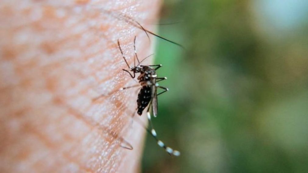 Brote hist�rico de dengue en Quilmes y el pa�s