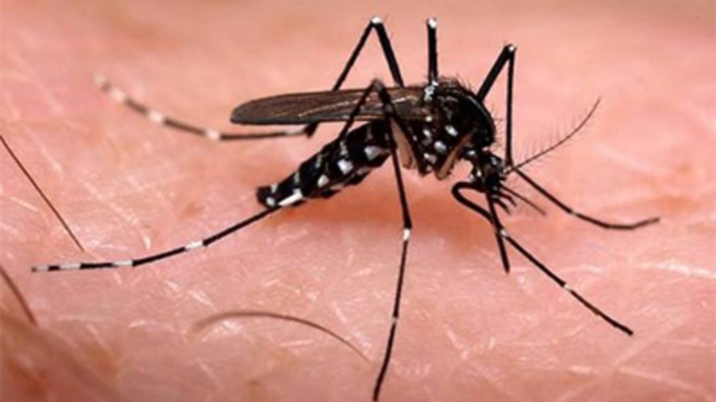 El innovador m�todo que utiliza a los mosquitos como "caballos de Troya" para luchar contra el dengue