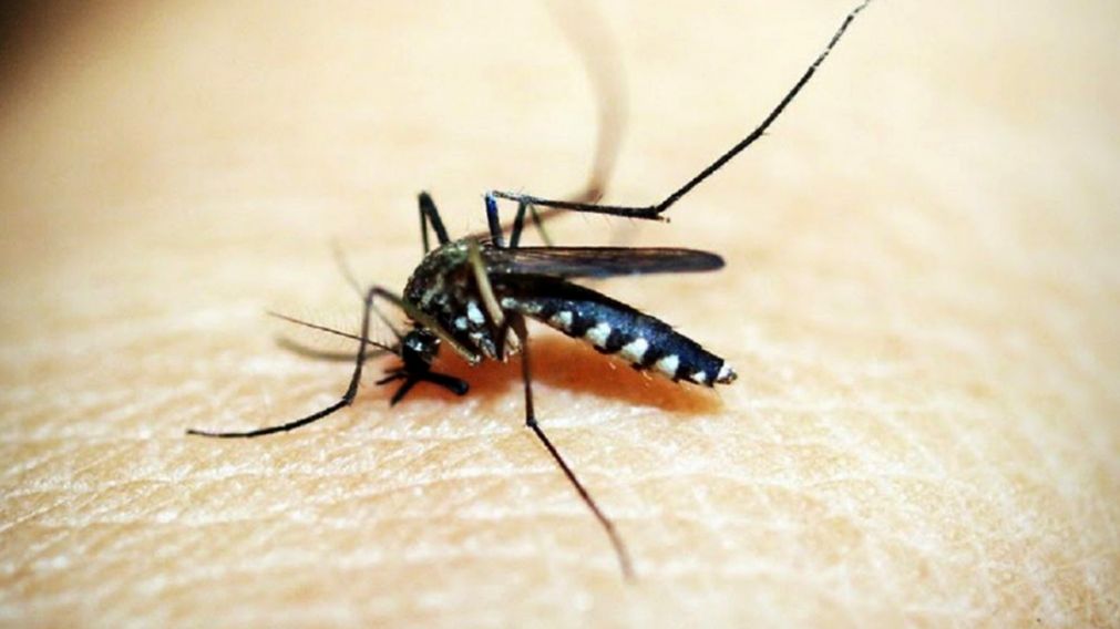 Hasta cuándo durará el brote de dengue en el AMBA