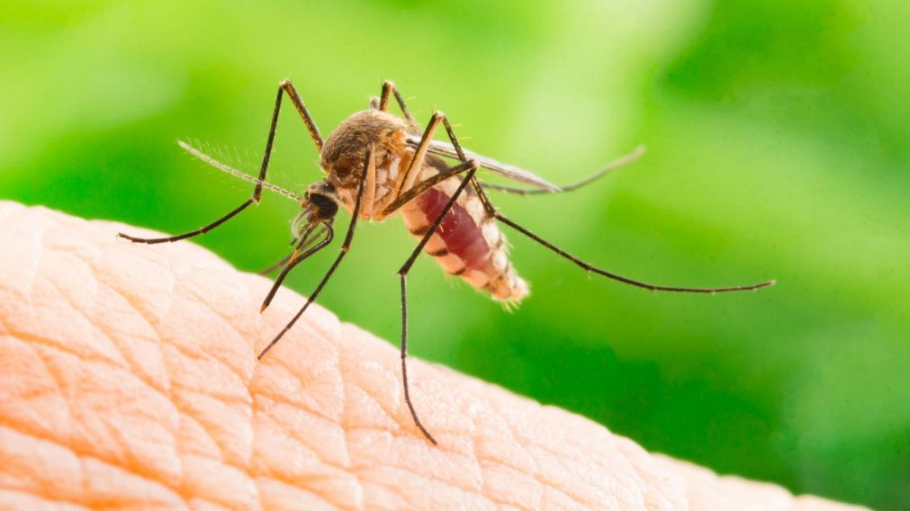 Cómo hacer un repelente casero para mosquitos y prevenir el dengue: opciones naturales y efectivas