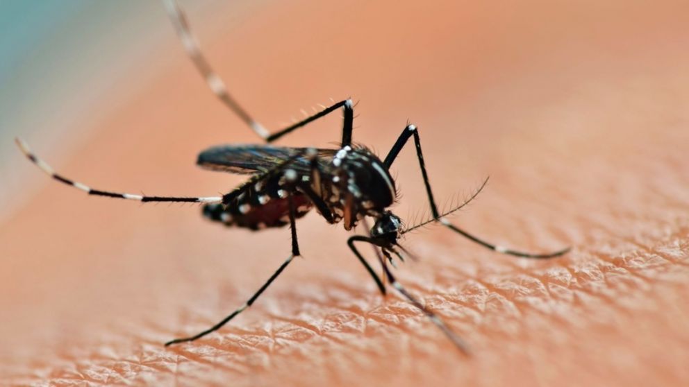 Imagen del mosquito Aedes aegypti. (Télam)