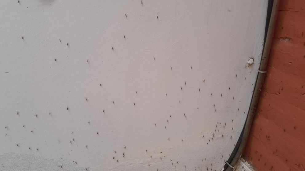 Invasión de mosquitos en Quilmes y todo el AMBA: ¿Por qué volvieron y hasta cuándo se quedan?