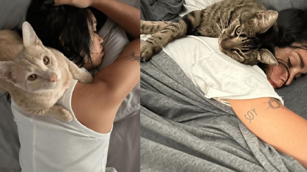 Lali Esp�sito adopt� a Esteban, un gatito rescatado de un refugio