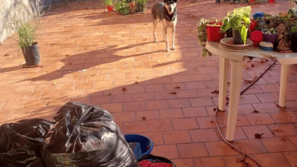 Los animales fueron rescatados tras denuncias de vecinos.