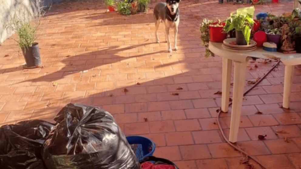 Los animales fueron rescatados tras denuncias de vecinos.