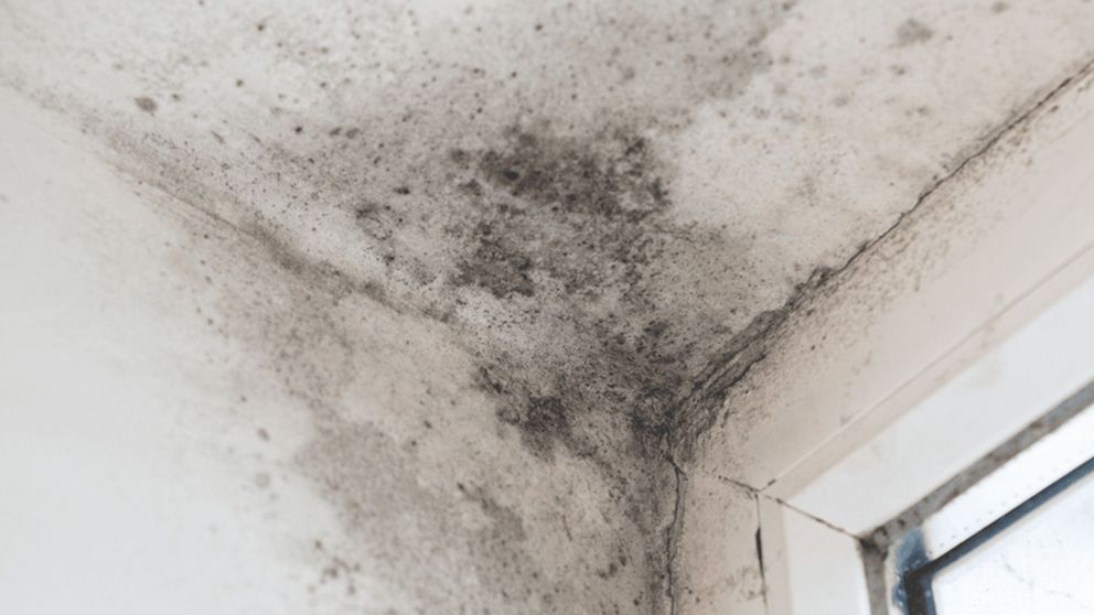 Quitá las manchas de humedad del techo con un solo producto y en pocos minutos.